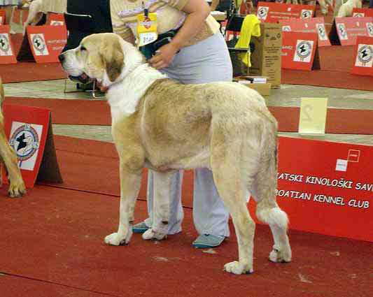 Motley House Banderas Kvini: 4 - Young Class Males, Euro Dog Show, Zagreb, Croatia 10.06.2007
Keywords: 2007