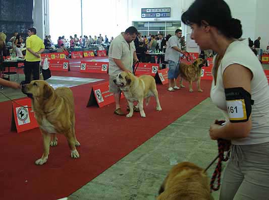 Open Class Females - Euro Dog Show 2007, Zagreb, Croatia 10.06.2007
Keywords: 2007