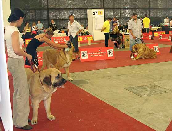 Open Class Females - Euro Dog Show 2007, Zagreb, Croatia 10.06.2007
Keywords: 2007