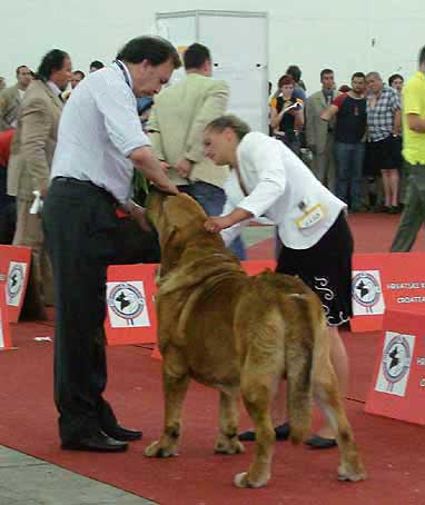 Rint Valeri Asso for Motleyhouse: Exc.1, CAC, CACIB, European Winner - Open Class Males, Euro Dog Show, Zagreb, Croatia 10.06.2007
Keywords: 2007