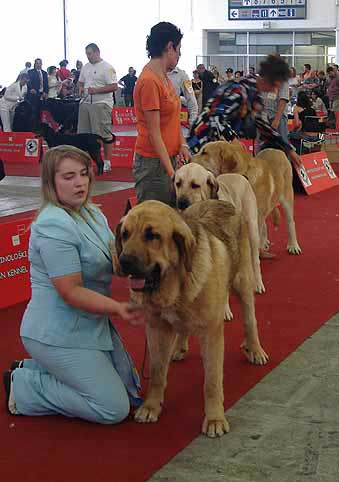 Young Class Males - Euro Dog Show, Zagreb, Croatia 10.06.2007
Keywords: 2007