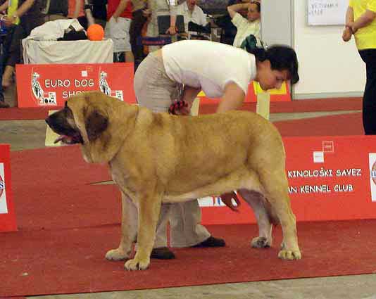 Amiga Zula Bis Mastibe: Exc.1, CAC, Res.CACIB - Open Class Females, Euro Dog Show, Zagreb, Croatia 10.06.2007
(Enamorado Ernesto Mastibe x Feya Mastibe) 
Born: 31.05.2005

Keywords: 2007 calverota