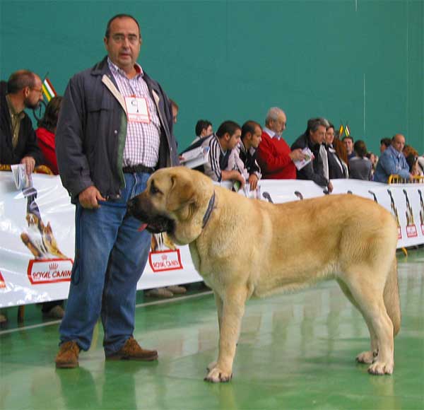 Zanco de Valdejera, Exc. 4 - Young Class Males - XXV Monográfica AEPME 30.10.2005
(Tajo de la Peña Mora x Aretha de Valdejera)
Born: 04.11.2004
Breeder: Eduardo Sierra
Owner: Adolfo Campo Martín  

Keywords: 2005