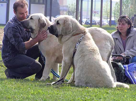 Amiga Zazi Bis Mastibe - Exc. 2 & Florita Maja Tornado Erben - Exc. 1, CAC - Club Show of KMDPP Hlucin, Czech Rep. - 06.05.2006
Keywords: 2006