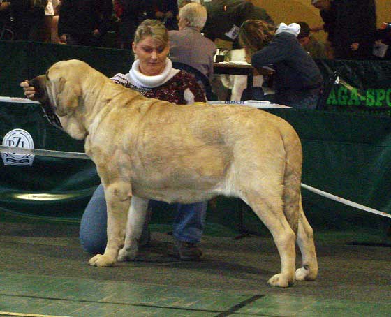 Amiga Zazi Bis Mastibe - Exc.1, CACA, CACIB, BOB - 01.12.2007 International show Wels in Austria






Keywords: 2007 mastibe