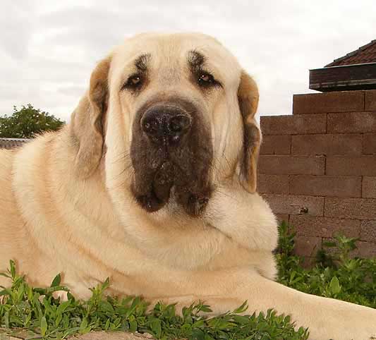 AMIGA ZAZI BIS MASTIBE - Exc.1, CAJC, BOB, In finale BIG JUNIOR - Young Class Females - International Show, Nitra 04.06.2006
(Ich. Enamorado Ernesto Mastibe x Ich. Feya Mastibe) 
Keywords: 2006 mastibe head portrait cabeza