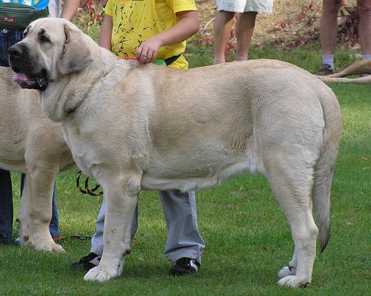 Amiga Zazi Bis Mastibe, Exc.1, CAC - Intermediate Class Females - Club Show Moloss Club, Kromeriz, Czech Rep. 30.09.06
(Enamorado Ernesto Mastibe x Feya Mastibe) 
Owner: Iva Jarova
Keywords: 2006 mastibe