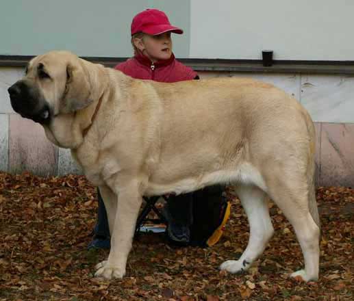 AMIGA ZAZI BIS MASTIBE - Exc.1, CWC, Best Female, BOB - Intermediate Class Females, National Dog Show Nowa Ruda, Poland - 03.12.2006
Keywords: 2006 mastibe