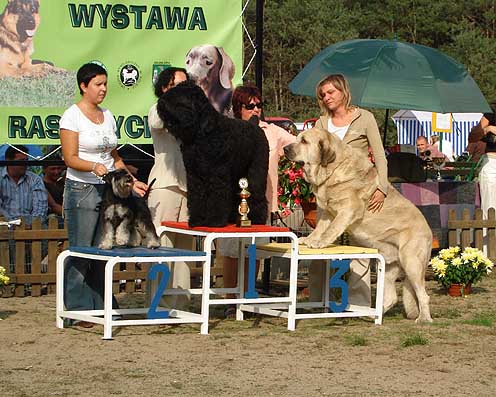 Basil Mastifland - Exc.1, CWC, Best Male, BOB, 3. BIG - Champion Class Males, National Show Zielona Gora, Poland 17.09.2006
Keywords: 2006 ludareva