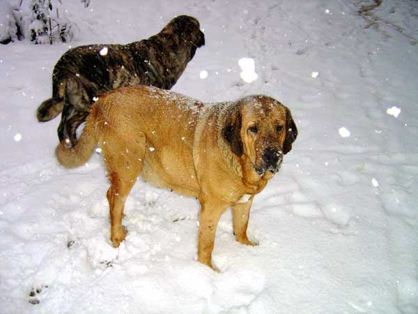 Deissy and Franchesca Mastibe
Keywords: ludareva snow nieve