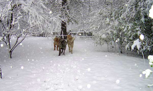 Deissy Mastibe, Francesca Mastibe & Basil Mastifland
Keywords: ludareva snow nieve