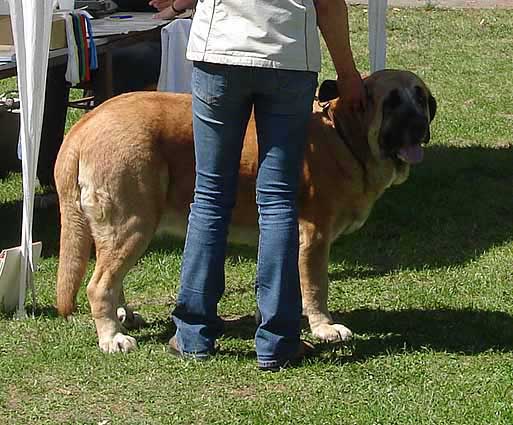 Amiga Zula Bis Mastibe: Exc.1, CAC, CACIB, BOB - Intermediate Class Females, International Show Litomerice 20.05.2007
Keywords: 2007 calverota mastibe