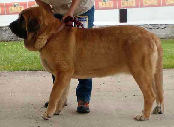 Amiga Zula Bis Mastibe, Exc.1, CAC, CACIB, BOB - International show, Prague 29.04.2007
Enamorado Ernesto Mastibe x Feya Mastibe) 
Born: 31.05.2005
Keywords: 2007 calverota mastibe