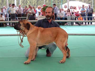 Cadiz de Orzowei - Puppy Class Males: 1º, Best Puppy - Razas Españolas, Archidona, 23-05-2004
(Elfo Dancá Cotufa x Guachi Dancá Cotufa)
Born: 06-12-2003
Breeder & owner: Carlos Salas de Donlebum 
 

Keywords: 2004 orzowei puppy cachorro