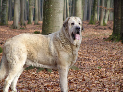 Haban von Haus vom Steraldted
