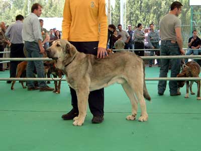 Junco de Galisancho - Intermediate Class Males: 1º - Razas Españolas, Archidona, 23-05-2004
(Ch. Ulises de Ablanera X Musa de Galisancho) 
Breeder: Pedro García
Owner: Rosalía Lopez Romero
 

Keywords: 2004