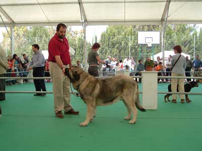 Kampo Dancá Cotufa - Young Class Males: 1º, Best Male & Best in Show - Razas Españolas, Archidona, 23-05-2004
(Ch Ulises de Ablanera x Chanca Dancá Cotufa)
Born: 03-02-2003
Breeders & owners: Manuel Romero & Ana González
 

Keywords: 2004 cotufa