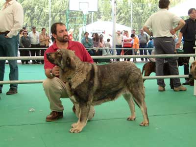 Lola Dancá Cotufa - Young Class Females: 1ª - Razas Españolas, Archidona, 23-05-2004
(Adriano de la Aljabara x Estaca Dancá Cotufa)
Born: 20-04-2003
Breeders & owners: Manuel Romero & Ana González  

Keywords: 2004