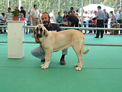 Malaga del Orzowei - Puppy Class Females: 1ª - Razas Españolas, Archidona, 23-05-2004
(Elfo Dancá Cotufa x Guachi Dancá Cotufa)
Born: 06-12-2003
Breeder & owner: Carlos Salas Pardo 
 

Keywords: 2004 orzowei puppy cachorro