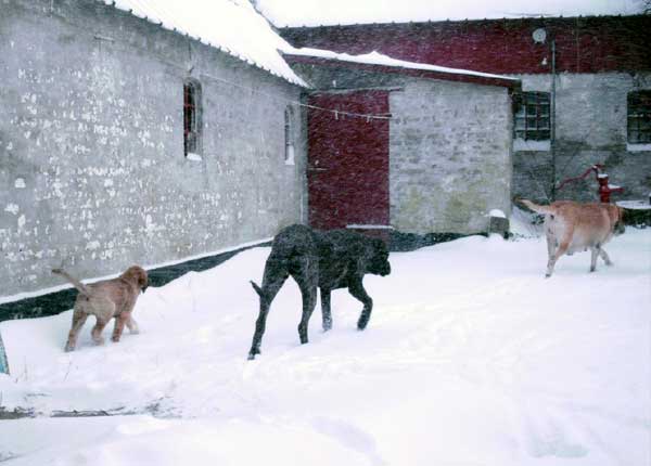 Becky, ELevado & Bizkaia
