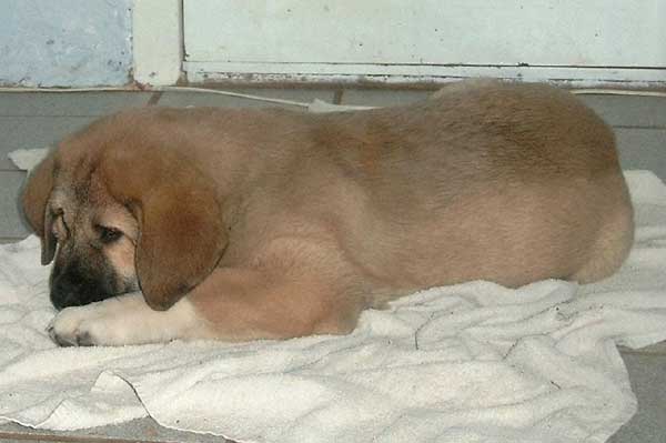 Becky (Tornado Erben)
Born: 23-12-2004 
(Ch. Baskervil Mastibe x Jolana FI-IT) 
Keywords: puppy cachorro snow nieve