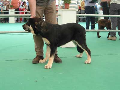 Zarco de Galisancho - Puppy Class Males: 2º -  Razas Españolas, Archidona, 23-05-2004
(Zar de Cueto Negro x Mura de Galisancho) 
Breeder: Pedro García 
Owner: Félix Núñez Becerra  

Keywords: 2004 puppy cachorro