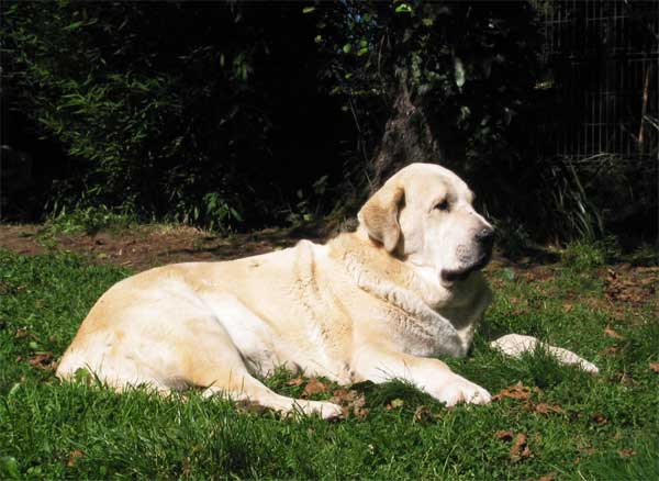 Nena de Ablanera
(Nelsón de Ablanera x Ch. Perla de Ablanera)  

