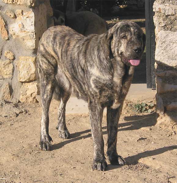 Young mastín from Fuente Mimbre - September 2004
