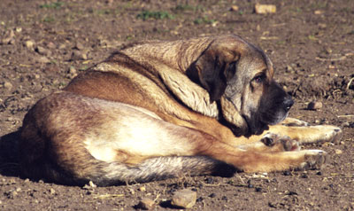 Mastín from La Vicheriza, Spain 1999
Photo: Sally Nielsen - © Copyright  

Keywords: vicheriza 1999