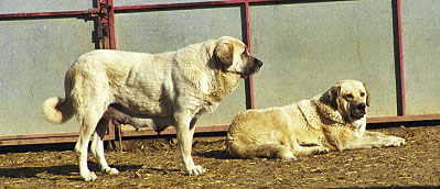 Mastines from La Vicheriza, Spain 1999
Photo: Sally Nielsen - © Copyright 
Keywords: vicheriza 1999