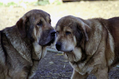 Mastines from La Vicheriza, Spain 1999
Photo: Sally Nielsen - © Copyright  
 

Keywords: vicheriza