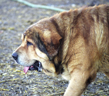 Mastin from La Vicheriza, Spain 1999
Photo: Sally Nielsen - © Copyright 
Keywords: vicheriza 1999