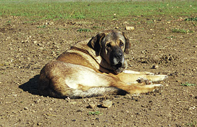 Mastín from La Vicheriza, Spain 1999
Photo: Sally Nielsen - © Copyright 
Keywords: vicheriza 1999