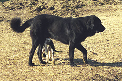 Mastín from La Vicheriza, Spain 1999
Photo: Sally Nielsen - © Copyright  

Keywords: vicheriza 1999