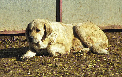 Mastín from La Vicheriza, Spain 1999
Photo: Sally Nielsen - © Copyright 
Keywords: vicheriza 1999