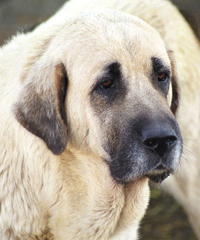 Mastín from La Vicheriza, Spain 1999
Keywords: vicheriza head portrait cabeza 1999