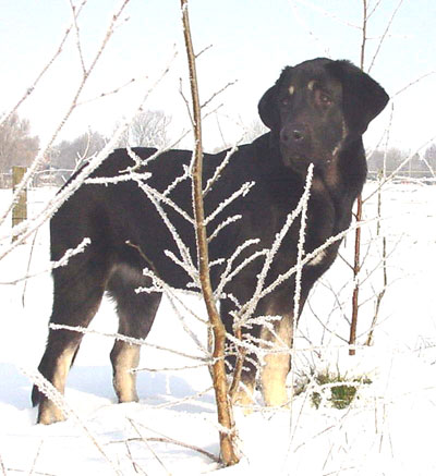 Mastín from Cibine
Keywords: snow nieve