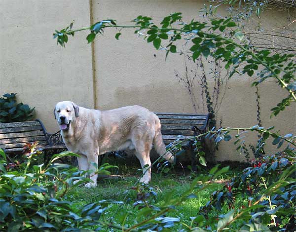 Llanero de Ablanera - 2004
(Ch. Cañon de Fuente Mimbre x Nena de Ablanera)  

