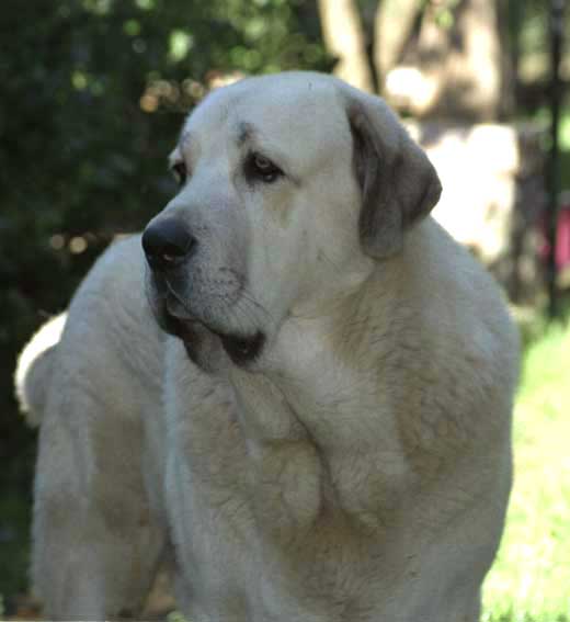 Llanero de Ablanera September 2004
Ch Cañón de Ablanera x Nena de Ablanera

Keywords: head portrait cabeza