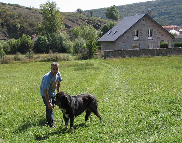 Maceo de los Zumbos  2004
(Nuño [Perfecto Alvarez] x Luchana de los Zumbos)

Keywords: zumbos