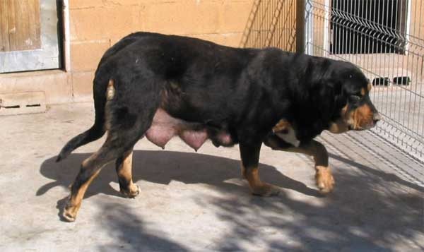 Mother of a new born litter - Las Cañadas, León, Spain - September 2004
