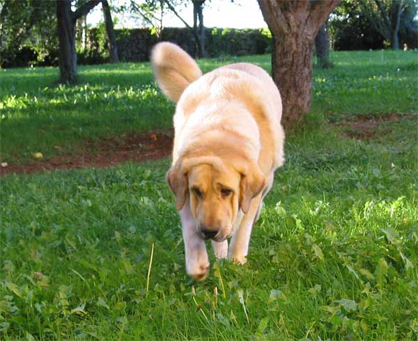 Naranco de Ablanera  - September 2004
(Moroco de Fuente Mimbre x Nena de Ablanera)  

