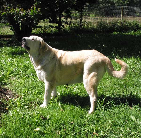 Nena de Ablanera  - Septemer 2004
(Nelsón de Ablanera x Ch. Perla de Ablanera)  

