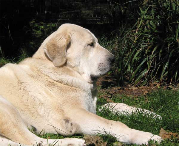 Nena de Ablanera  - Septemer 2004
(Nelsón de Ablanera x Ch. Perla de Ablanera)  

