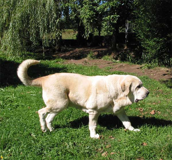 Nena de Ablanera  - Septemer 2004
(Nelsón de Ablanera x Ch. Perla de Ablanera)  

