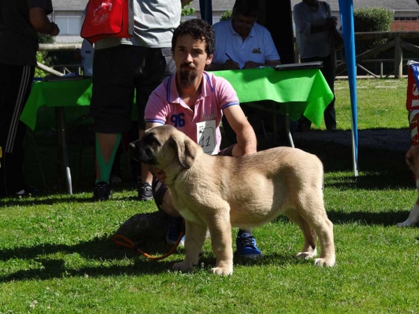 Vega de Toranzo: Best Young Puppy, Cangas de Onis, Asturias, Spain 05.07.2014
Keywords: 2014