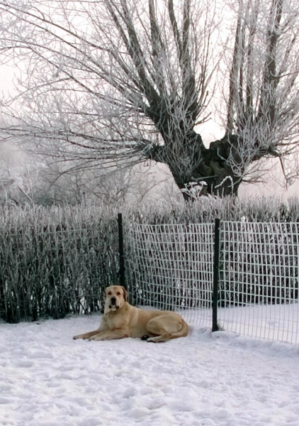 Toro de la Peña Mora - Winter 2005
(Ch. Cañon de Fuente Mimbre x Jara de Ablanera)
Born: 28.08.2002
Keywords: snow nieve toro