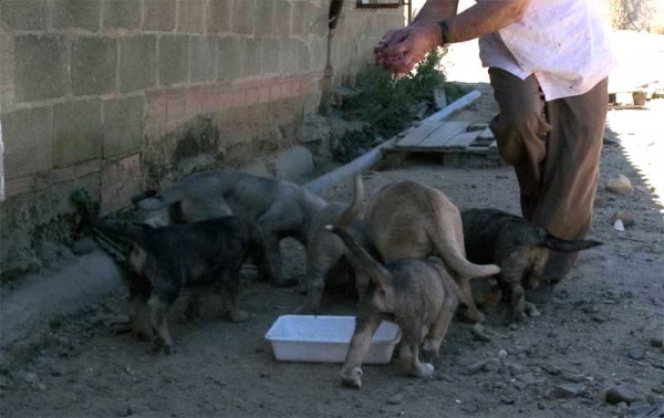 Feeding time - Puppies from Autocan September 2006
Keywords: autocan puppy cachorro