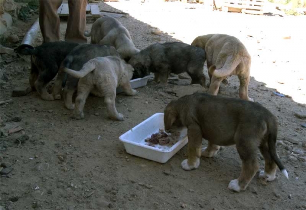 Feeding time - Puppies from Autocan September 2006
Keywords: autocan puppy cachorro