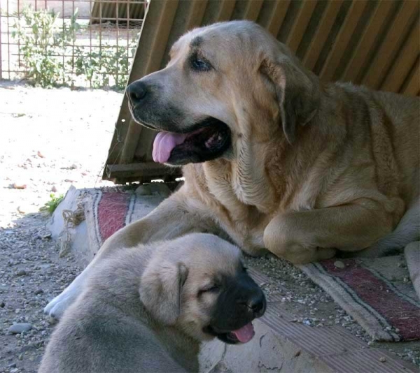 Mastín from Campollano with puppy September 2006
Keywords: campollano puppyspain puppy cachorro 2006